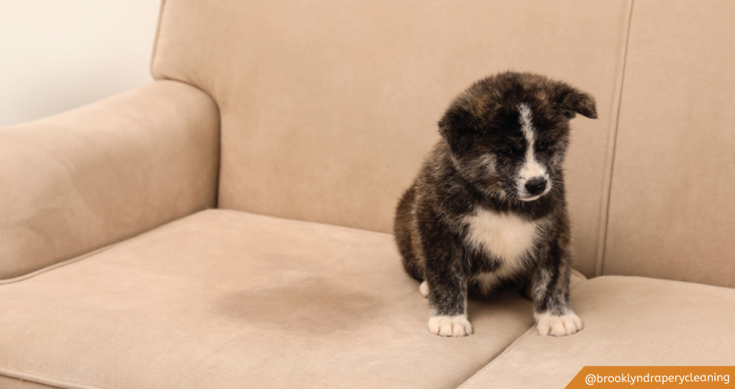 carpet cleaning in brooklyn, carpet cleaning in new york, carpet cleaning brooklyn, carpet cleaners in brooklyn, carpet cleaners in new york, commercial carpet cleaning, commercial carpet cleaning in brooklyn, brooklyn rug cleaners, rug cleaning services in brooklyn, same day carpet cleaning, same day rug cleaning